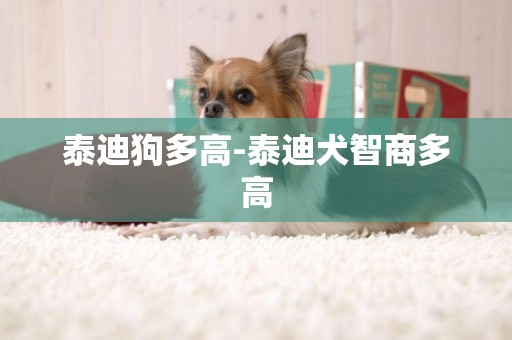 泰迪狗多高-泰迪犬智商多高