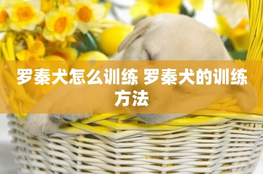 羅秦犬怎么訓練 羅秦犬的訓練方法