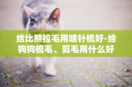 給比熊拉毛用啥針梳好-給狗狗梳毛、剪毛用什么好