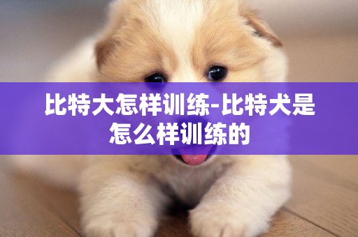 比特大怎樣訓練-比特犬是怎么樣訓練的