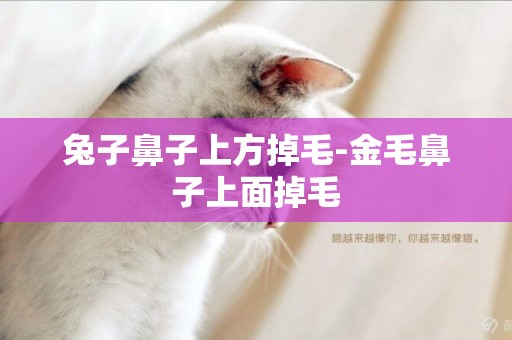 兔子鼻子上方掉毛-金毛鼻子上面掉毛