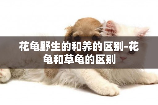 花龜野生的和養的區別-花龜和草龜的區別