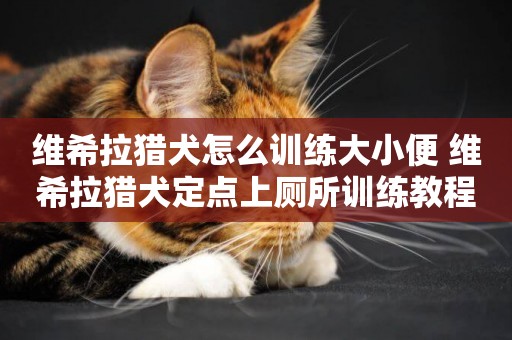 維希拉獵犬怎么訓練大小便 維希拉獵犬定點上廁所訓練教程