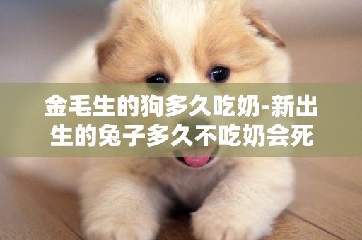 金毛生的狗多久吃奶-新出生的兔子多久不吃奶會死