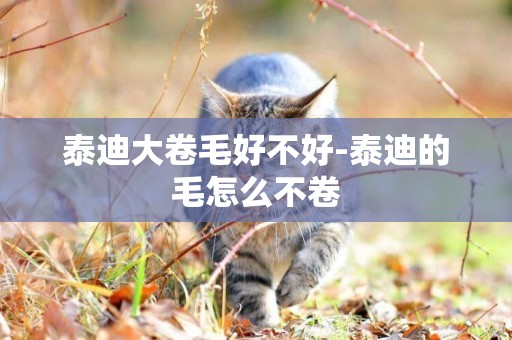 泰迪大卷毛好不好-泰迪的毛怎么不卷