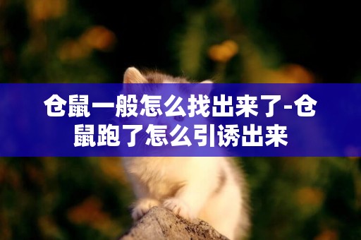 倉鼠一般怎么找出來了-倉鼠跑了怎么引誘出來