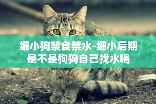 細小狗禁食禁水-細小后期是不是狗狗自己找水喝