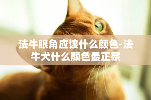 法牛眼角應該什么顏色-法牛犬什么顏色最正宗