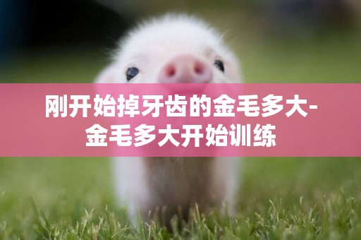 剛開始掉牙齒的金毛多大-金毛多大開始訓練