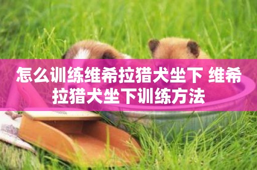 怎么訓練維希拉獵犬坐下 維希拉獵犬坐下訓練方法
