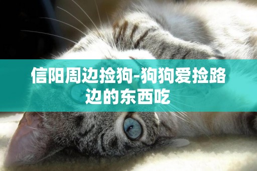 信陽周邊撿狗-狗狗愛撿路邊的東西吃