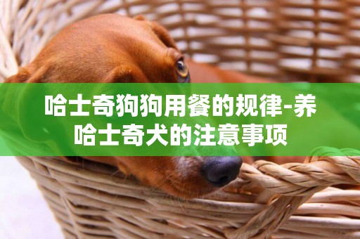哈士奇狗狗用餐的規律-養哈士奇犬的注意事項