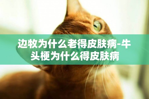 邊牧為什么老得皮膚病-牛頭梗為什么得皮膚病