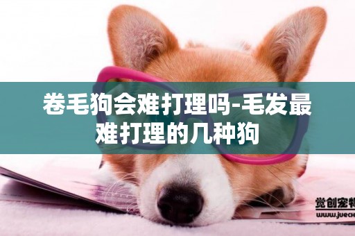 卷毛狗會難打理嗎-毛發最難打理的幾種狗