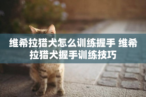 維希拉獵犬怎么訓練握手 維希拉獵犬握手訓練技巧