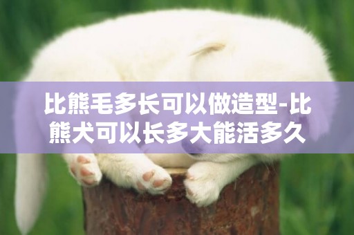 比熊毛多長可以做造型-比熊犬可以長多大能活多久