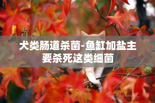 犬類腸道殺菌-魚缸加鹽主要殺死這類細菌