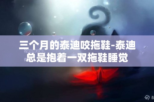 三個月的泰迪咬拖鞋-泰迪總是抱著一雙拖鞋睡覺