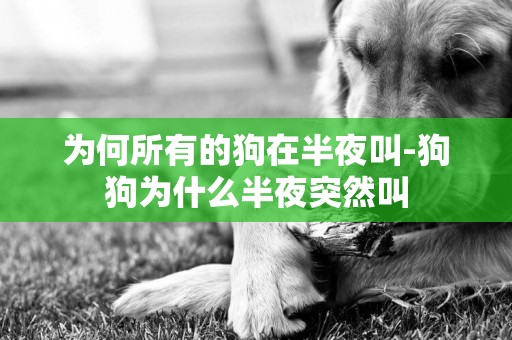 為何所有的狗在半夜叫-狗狗為什么半夜突然叫