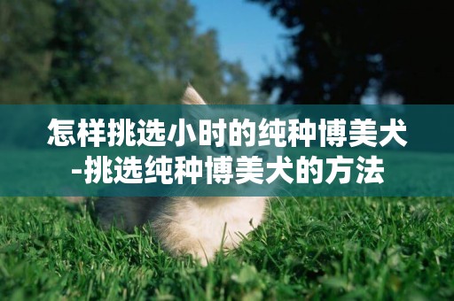 怎樣挑選小時的純種博美犬-挑選純種博美犬的方法
