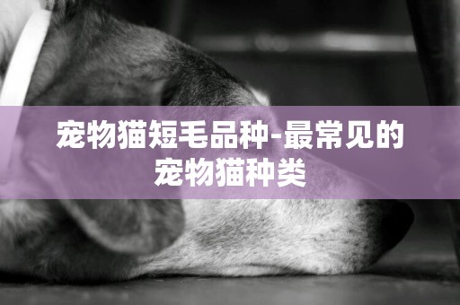 寵物貓短毛品種-最常見的寵物貓種類