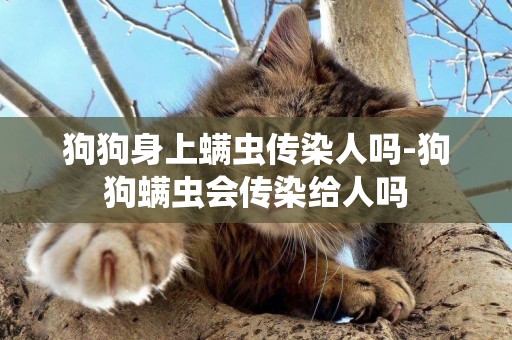 狗狗身上螨蟲傳染人嗎-狗狗螨蟲會傳染給人嗎