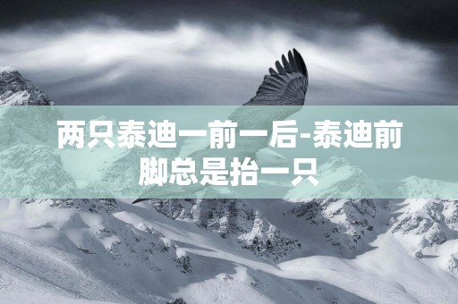 兩只泰迪一前一后-泰迪前腳總是抬一只