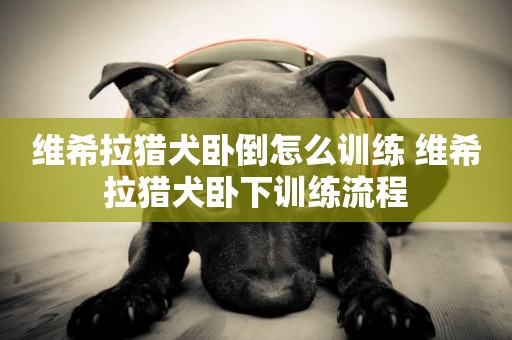 維希拉獵犬臥倒怎么訓練 維希拉獵犬臥下訓練流程