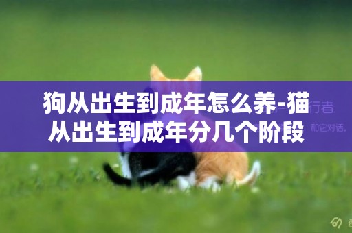 狗從出生到成年怎么養-貓從出生到成年分幾個階段