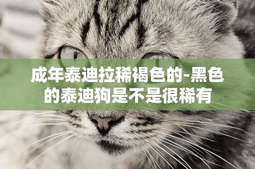 成年泰迪拉稀褐色的-黑色的泰迪狗是不是很稀有