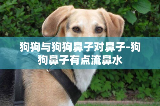 狗狗與狗狗鼻子對鼻子-狗狗鼻子有點流鼻水