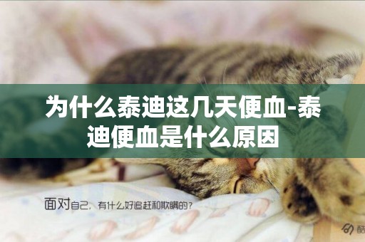 為什么泰迪這幾天便血-泰迪便血是什么原因