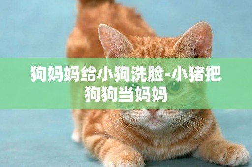 狗媽媽給小狗洗臉-小豬把狗狗當媽媽