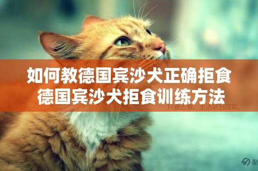 如何教德國賓沙犬正確拒食 德國賓沙犬拒食訓練方法
