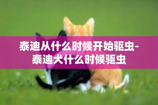 泰迪從什么時候開始驅蟲-泰迪犬什么時候驅蟲