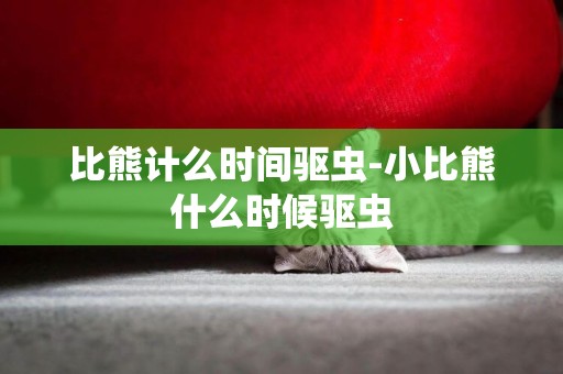 比熊計么時間驅蟲-小比熊什么時候驅蟲