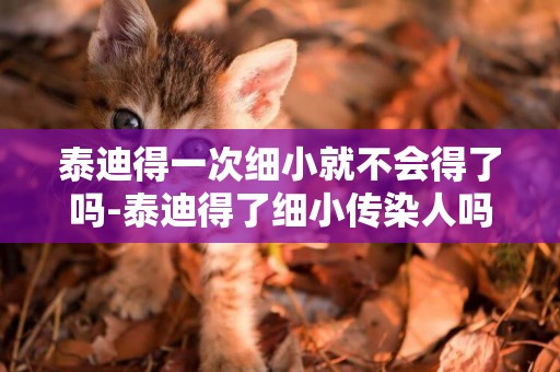 泰迪得一次細小就不會得了嗎-泰迪得了細小傳染人嗎