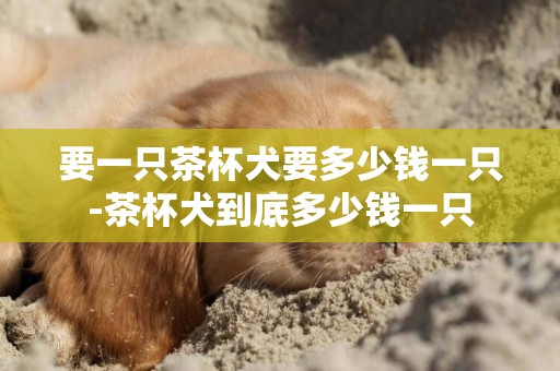 要一只茶杯犬要多少錢一只-茶杯犬到底多少錢一只
