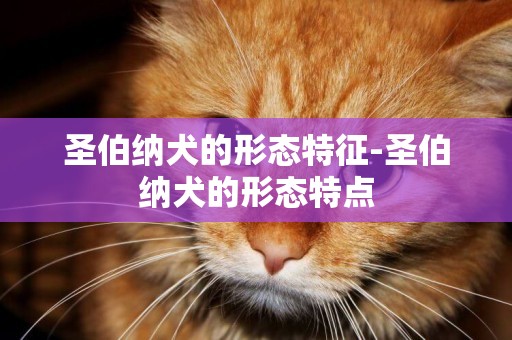 圣伯納犬的形態特征-圣伯納犬的形態特點