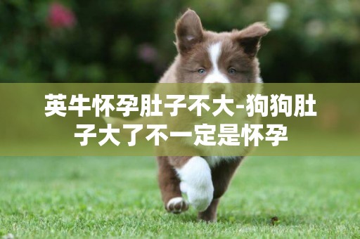 英牛懷孕肚子不大-狗狗肚子大了不一定是懷孕