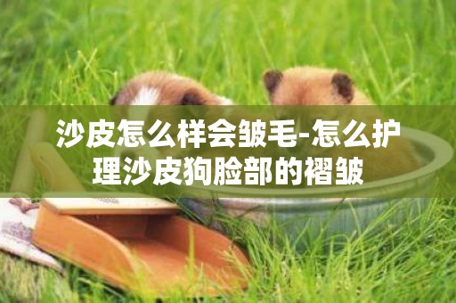 沙皮怎么樣會皺毛-怎么護理沙皮狗臉部的褶皺