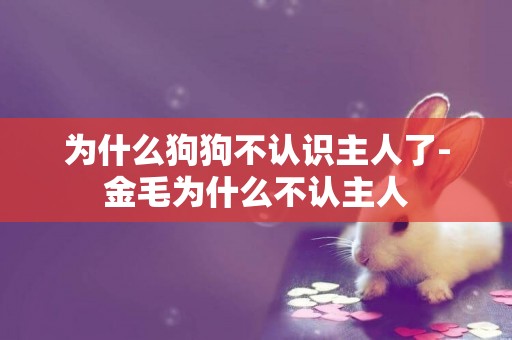 為什么狗狗不認識主人了-金毛為什么不認主人