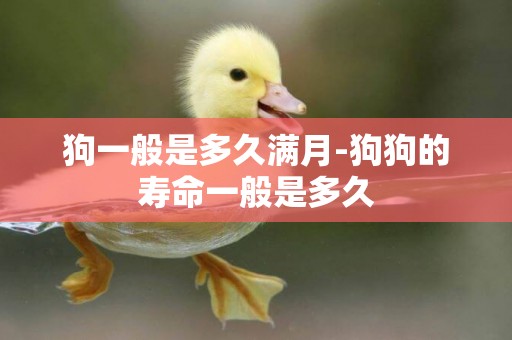 狗一般是多久滿月-狗狗的壽命一般是多久