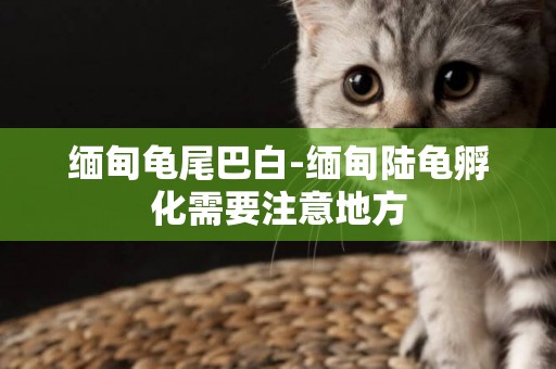 緬甸龜尾巴白-緬甸陸龜孵化需要注意地方