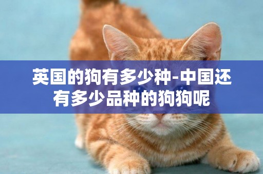 英國的狗有多少種-中國還有多少品種的狗狗呢