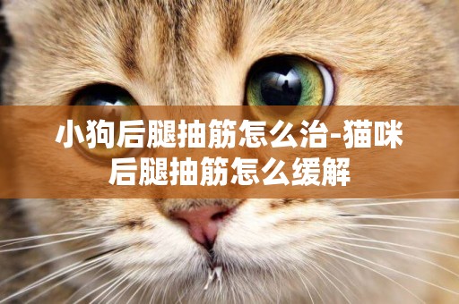 小狗后腿抽筋怎么治-貓咪后腿抽筋怎么緩解