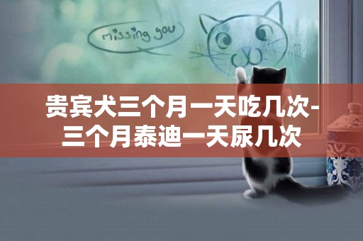 貴賓犬三個月一天吃幾次-三個月泰迪一天尿幾次
