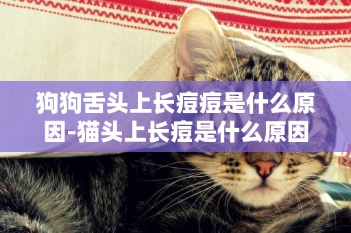 狗狗舌頭上長痘痘是什么原因-貓頭上長痘是什么原因