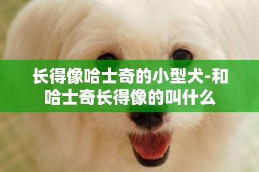 長得像哈士奇的小型犬-和哈士奇長得像的叫什么