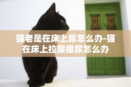 貓老是在床上尿怎么辦-貓在床上拉屎撒尿怎么辦